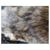 FOX PELT & TRAPS