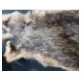 FOX PELT & TRAPS