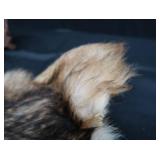 FOX PELT & TRAPS