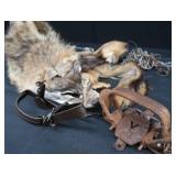 FOX PELT & TRAPS