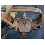 FOX PELT & TRAPS