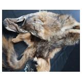 FOX PELT & TRAPS