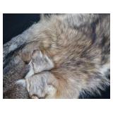 FOX PELT & TRAPS