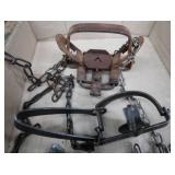FOX PELT & TRAPS