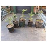 Lot of 5 Frazier Fir 16”-20” Tree’s