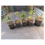 Lot of 5 Frasier Fir Tree 16”-20”