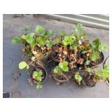 6 Various sized Strawberry Plants