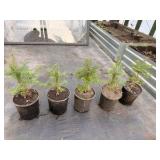 5 Fraiser Fir Tree’s