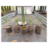 5 Fraiser Fir Trees