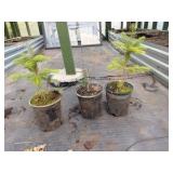 3 potted Friaser Fir Trees