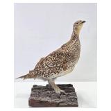 Genuine Taxidermy Grouse w/Log Mount