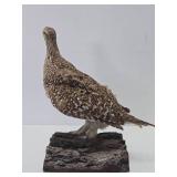 Genuine Taxidermy Grouse w/Log Mount