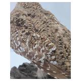 Genuine Taxidermy Grouse w/Log Mount