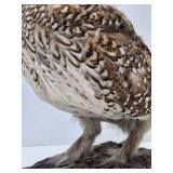 Genuine Taxidermy Grouse w/Log Mount