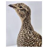Genuine Taxidermy Grouse w/Log Mount