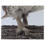 Genuine Taxidermy Grouse w/Log Mount