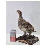 Genuine Taxidermy Grouse w/Log Mount