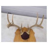 Antler Mount