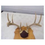 Antler Mount