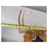 Antler Mount
