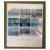 “A Grove of Birches”