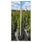 3'-4' Emerald Green Arborvitae - 2 gallon Pot