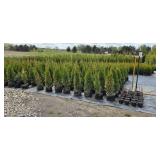 3'-4' Emerald Green Arborvitae - 2 gallon Pot