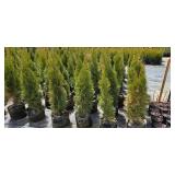 3'-4' Emerald Green Arborvitae - 2 gallon Pot