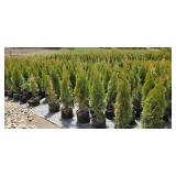 3'-4' Emerald Green Arborvitae - 2 gallon Pot