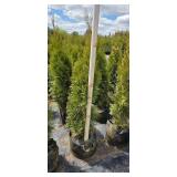 3'-4' Emerald Green Arborvitae - 2 gallon Pot