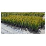 Emerald Green Arborvitae 2'-3'  - 1 Gallon Pot