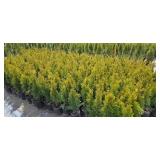 Emerald Green Arborvitae 2'-3'  - 1 Gallon Pot