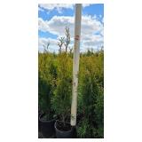 Emerald Green Arborvitae 2'-3'  - 1 Gallon Pot