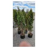 Shifters - 5'-6' Arborvitae - Lot of 5 trees