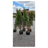 Shifters - 5'-6' Arborvitae - Lot of 5 trees