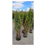 Shifters - 5'-6' Arborvitae - Lot of 5 trees