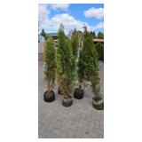 Shifters - 5'-6' Arborvitae - Lot of 5 trees