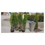 Shifters - 5'-6' Arborvitae - Lot of 10 trees