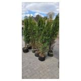 Shifters - 5'-6' Arborvitae - Lot of 10 trees