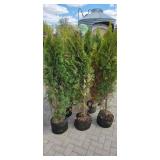 Shifters - 5'-6' Arborvitae - Lot of 10 trees
