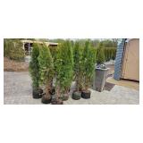 Shifters - 5'-6' Arborvitae - Lot of 10 trees