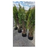 Shifters - 5'-6' Arborvitae - Lot of 10 trees