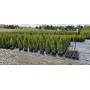 May Arborvitae Tree Sale - 550 Trees