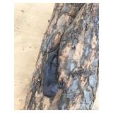 Piece of Log where the Tree Grew around a Horseshoe