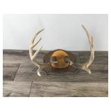 10 Point Buck - Says on the back measures 115 4/8”