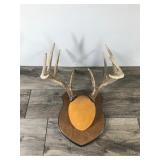 10 Point Buck - Says on the back measures 115 4/8”