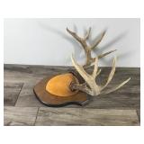 10 Point Buck - Says on the back measures 115 4/8”