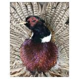 Taxidermy Wall Hanging Pheasant
