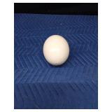 Real ostrich egg