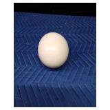 Real ostrich egg